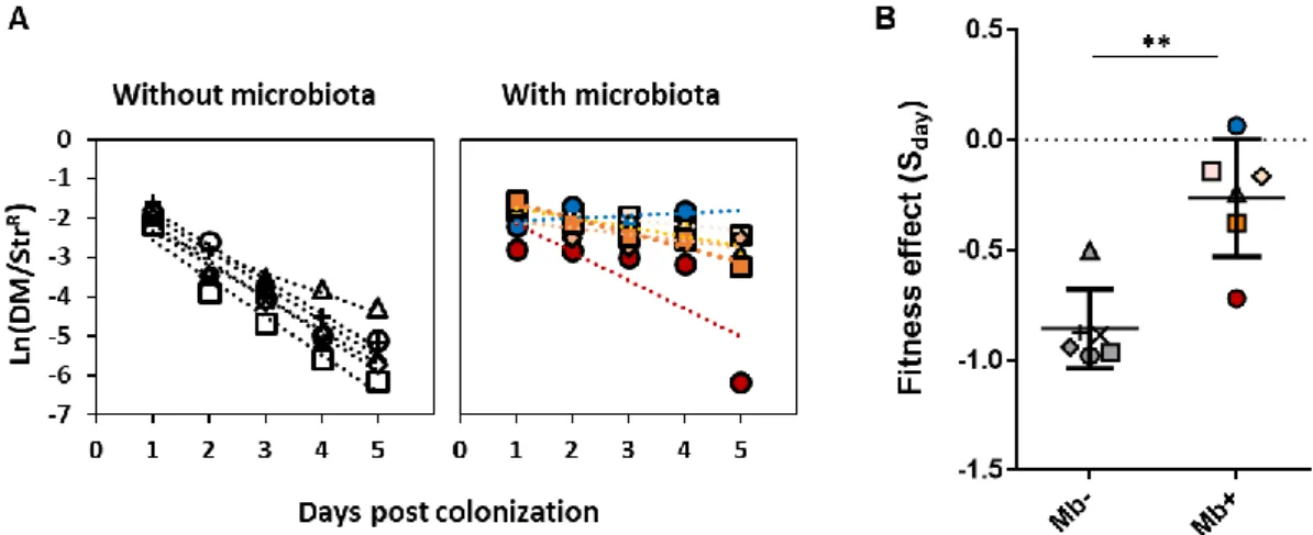Figure  5  –  Distinct  fitness  effects  of  a  rifampicin  resistance  mutation  in  the  streptomycin  resistant,  resident  background  in  the  absence  and  presence  of  microbiota