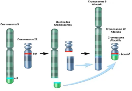 Figura 1 -  Formação do Cromossoma Filadélfia (Ph). Da translocação recíproca  entre o cromossoma 9 e o 22, resulta a justaposição entre o gene BCR (cr