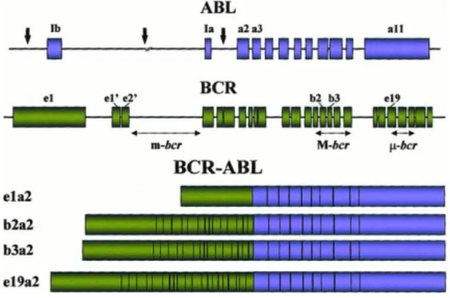 Figura  4  -  Localização  dos  pontos de quebra  do gene  ABL  e BCR. 