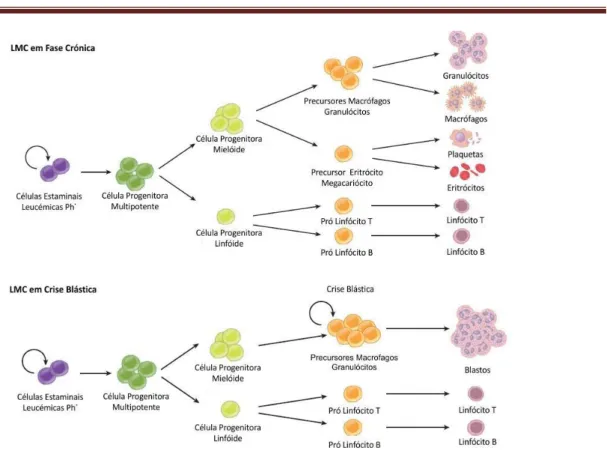 Figura 5 - Hematopoiese na Fase Crónica e na Crise Blástica da LMC. As células estaminais  cancerígenas  (CEC)  portadoras  do  gene  BCR-ABL  dão  origem  a  um  maior  número  de  células  progenitoras  multipotentes  (CPM)  em  ambas  as  fases  da  doe