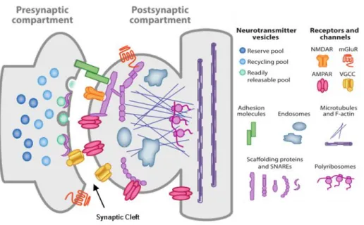 Figure  1.2  –  Scheme  of  a  mature  glutamatergic  synapse.  The  presynaptic  compartment  possesses  the  synaptic  vesicles  (SV)  necessary  for  neurotransmission