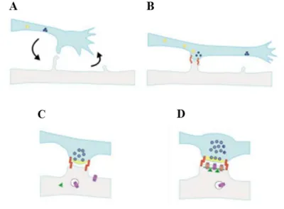 Figure 1.3 – Synaptogenesis model. (A) The formation of a synapse starts with proper contact between the  presynaptic  terminal  and  the  postsynaptic  structure