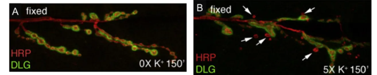 Figure 1.4 – Ghost boutons appear in response to a stimulation paradigm. (A) A Drosophila melanogaster  NMJ  without  being  submitted  to  a  stimulation  paradigm  possesses  no  ghost  boutons