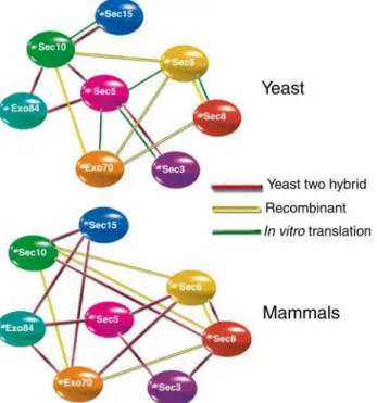 Figure 1.5 – Exocyst components individual interactions obtained via different studies