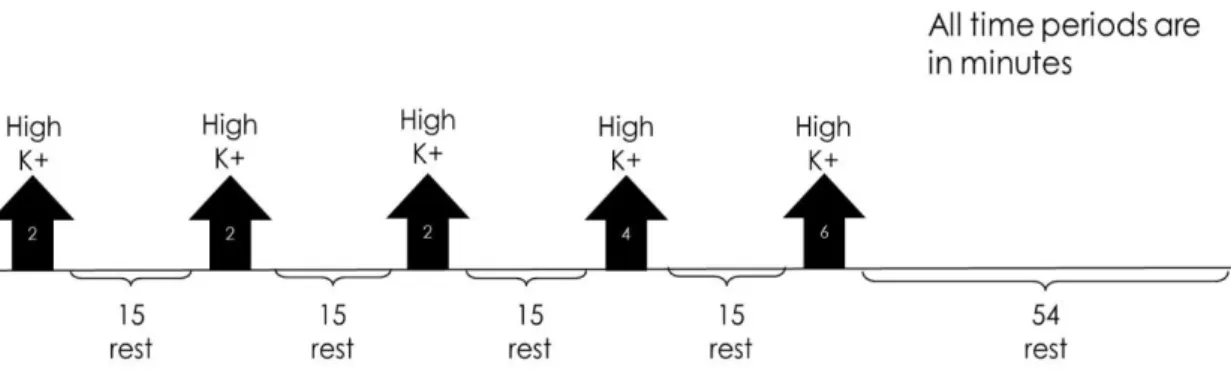 Figure 2.1  – Schematic representation of the stimulation protocol. The black arrows indicate the stimulation  periods, while the brackets indicate the resting periods