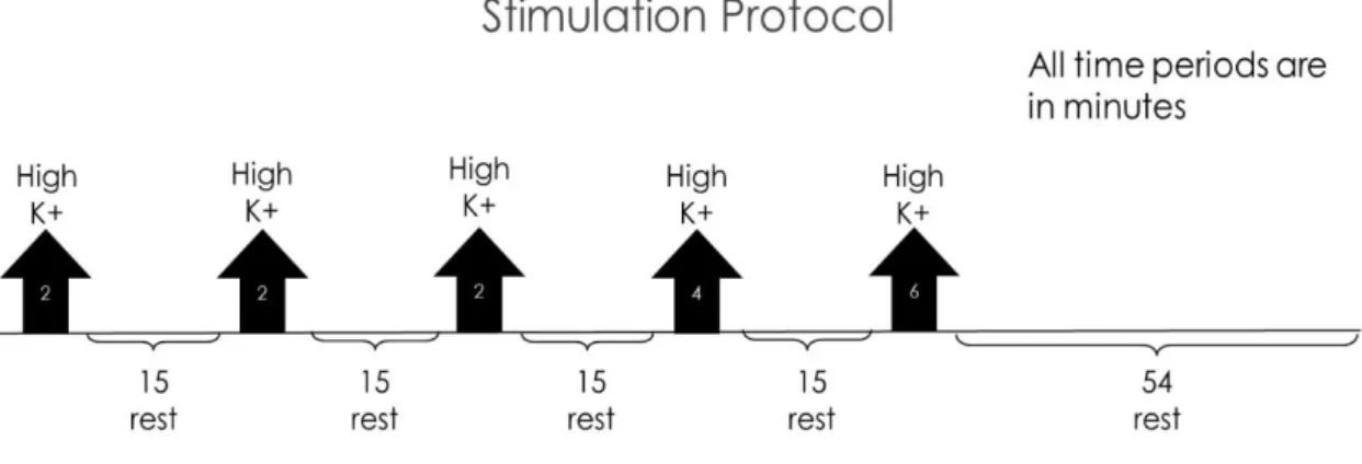 Figure 3.1 – Schematic representation of the stimulation protocol. The black arrows indicate the stimulation  periods, while the brackets indicate the resting periods