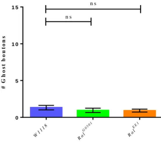 Figure 3.2 – Number of ghost boutons obtained per NMJ without using the stimulation paradigm for W1118  (control) Ral G0501  and Ral EE1 