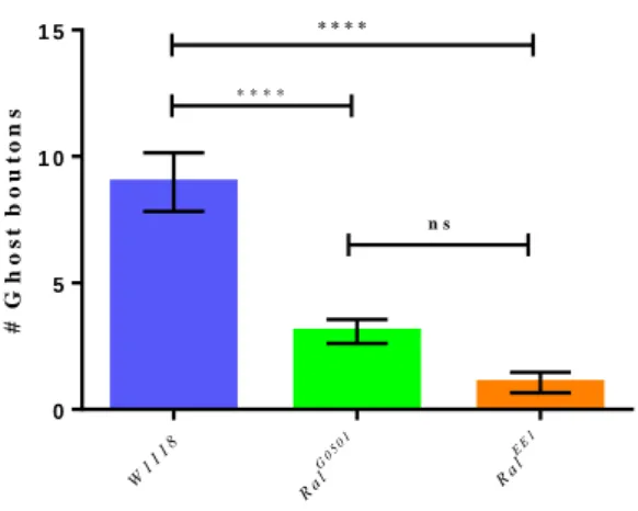 Figure  3.4  –  Number  of  ghost  boutons  obtained  per  NMJ  using  the  stimulation  paradigm  for  W1118  (control), Ral G0501  and Ral EE1 