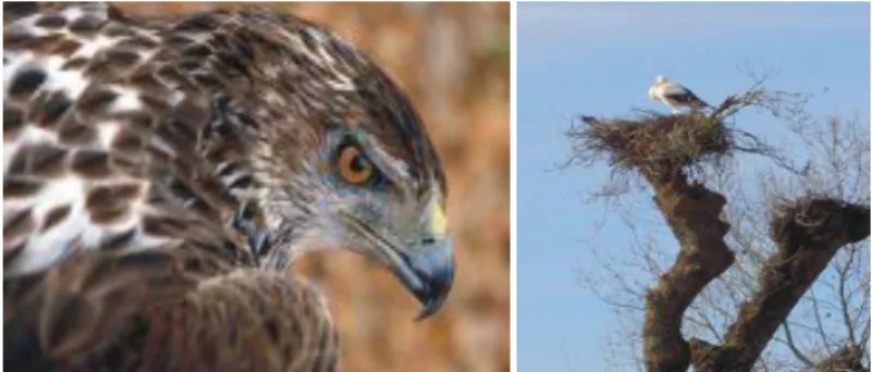 Figura  5 – Fauna do Parque do Douro Internacional (águia real, cegonhas) 