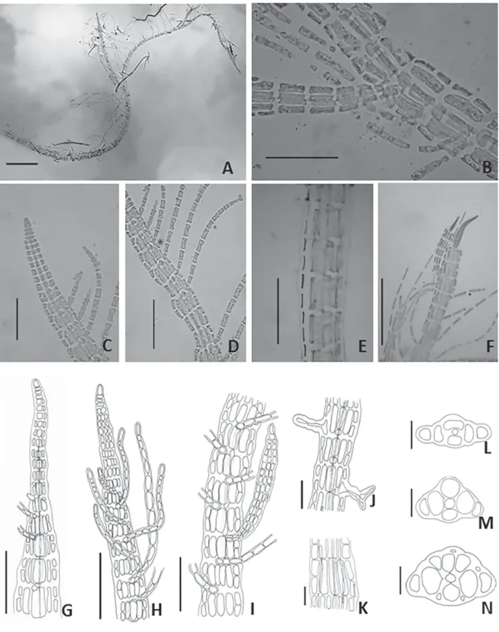 Figure 1. Cottoniella fusiformis - A. General aspect (50 μm); B. Endogenous polysiphonous branch (50 μm); C