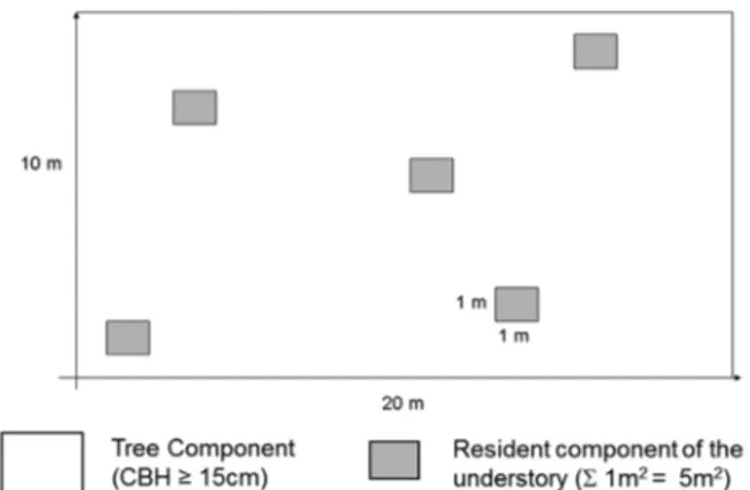 Figure 2. Schematic representation of a 10 × 20 m plot containing five 1 × 1 m  subplots used in order to study the resident component of the understory in the  four stretches of Araucaria forest sampled in the state of São Paulo.