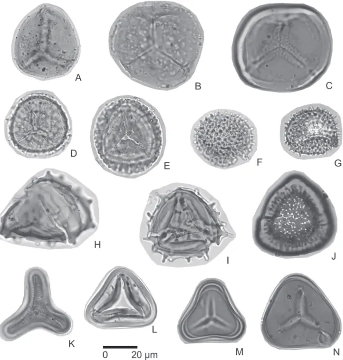 Figure 3. Photomicrographs of cryptogam spores registered in core BU-91-GL-05 (magnification, ≥ 400x and 1000x)