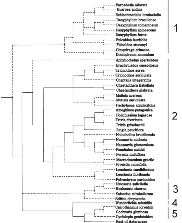 Figure 7. Pruned tree of Funk et al. (2009) including the species phylogenies (see Materials and Methods) with the druses optimized onto the tree