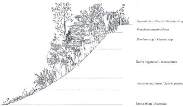 Figure 3. Schematic profile of the vegetation encountered in the Wildlife Protection Zone of the Palmares Environmental Protection Area between the lowest  elevation (860 m or Alameda) and the mountain peaks, in Paty do Alferes, Rio de Janeiro State, Brazi