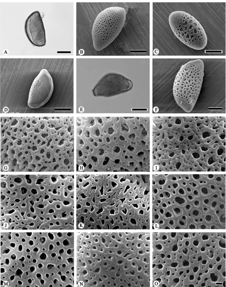 Figure 1. Light and scanning electron micrographs of Bomarea pollen. Pollen grains (A-F); exine sculpture (G-O)