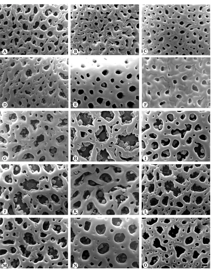 Figure 2. Scanning electron micrographs of Bomarea pollen. Exine sculpture (A-O). A. B