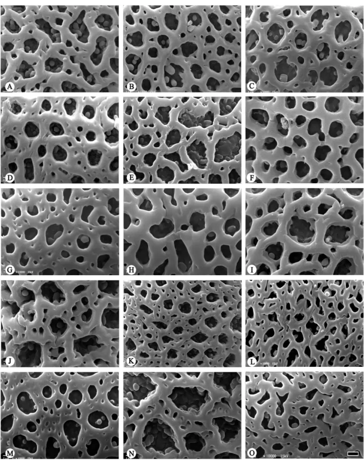 Figure 3. Scanning electron micrographs of Bomarea pollen. Exine sculpture (A-O). A. B