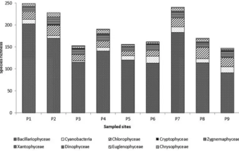Figure 3. Number of species per sampling sites during the study period (gamma diversity), distributed in taxonomic classes in each sampled river stretch.