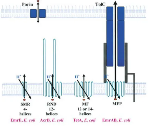 Figure  2.  Diagrammatic  representation  of  the  membrane  topology  of  single-  or  multi-component proton-driven pumps in Gram-negative bacteria