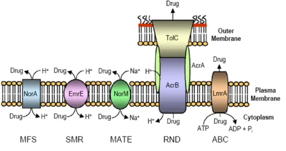 Figure  3.  Schematic  illustration  of  the  main  types  of  bacterial  drug  efflux  pumps