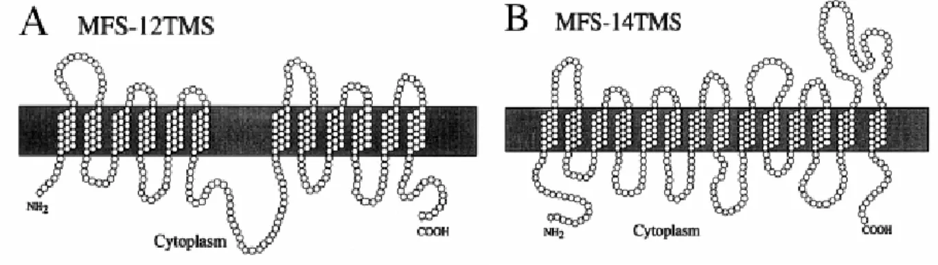Figure  4.  Structural  model  for  the  12-transmembrane  segment  (A)  and  the  14-  transmembrane  segment  (B)  drug  efflux  pumps  of  the  MFS