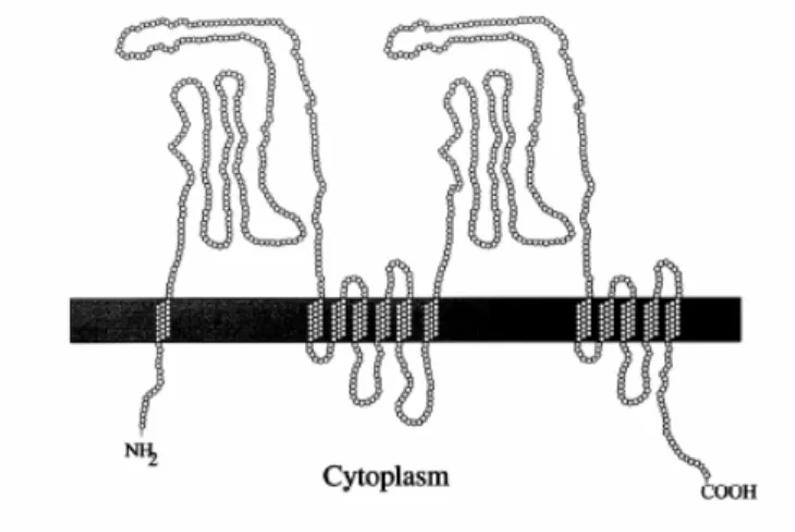 Figure 7. Structural model for representative members of the RND family  (reproduced  from Saier et al., 1998)