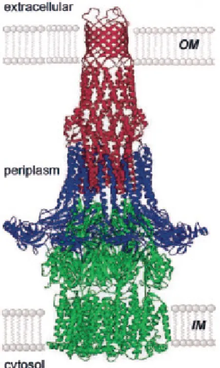 Figure  8.  Model  of  a  tripartite  efflux  pump.  This  hypotetical  model  of  an  efflux  pump  belonging  to  the  RND  family  is  based  on  the  open-state  model  of  TolC  (represented  in  red)  forming  a  minimal contact interface with the si