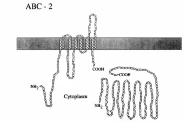 Figure 9.  Generalized structural  model for ATP binding cassette-2 (ABC-2) family  permeases  (reproduced from Saier et al., 1998)