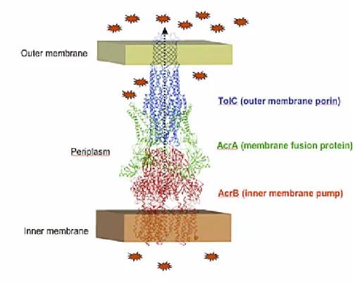 Figure 10. Structural organization of the tripartite efflux system, AcrAB-TolC from  E