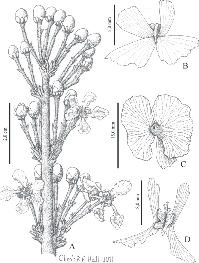Figure 4. Tetrapterys ramiflora A) Habit (M.C. Andrade s/n); B) Samaroid mericarp in frontal view with lateral wings differing from the dorsal wing (R.D
