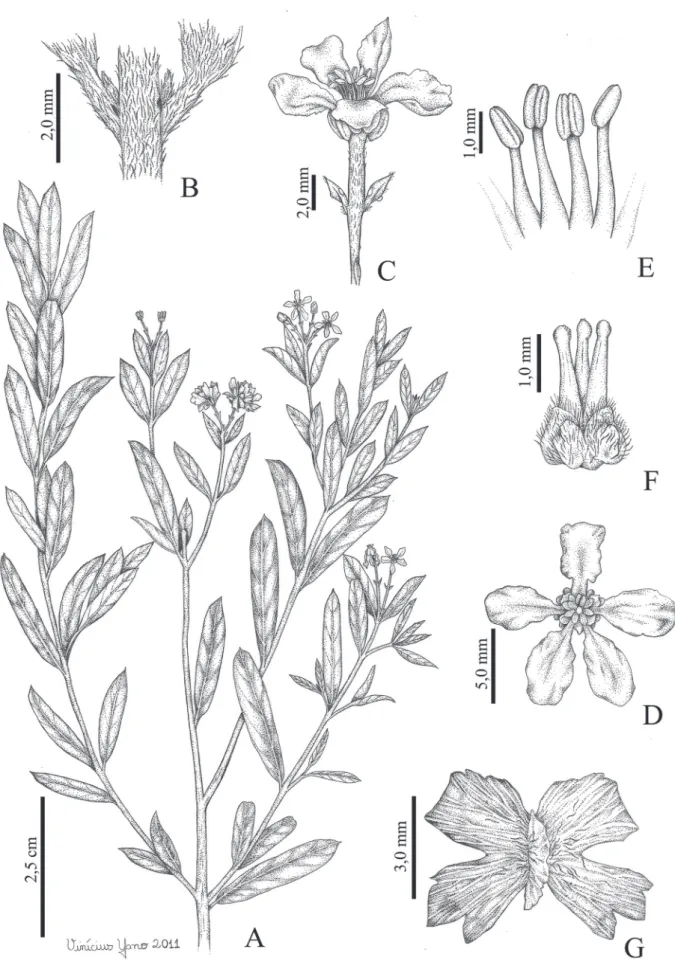 Figure 5. Tetrapterys microphylla A) Habit; B) Interpetiolar stipules; C) Flower with bracts and bracteoles; D) Flower in frontal view; E) Stamens connate at base; 