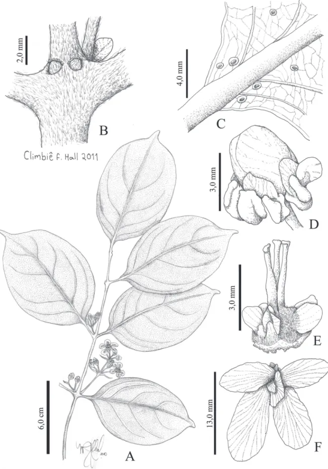 Figure 6. Tetrapterys mucronata A) Habit; B) Interpetiolar stipules free; C) Glands on foliar lamina; D) Glands pedunculate, auriculate at sepals; E) Ovary with  lateral wings; F) Samaroid mericarp in frontal view with four lateral wings, differing from th