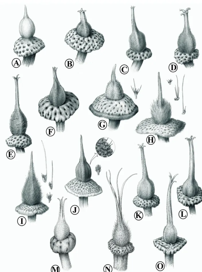 Figure 3.  Details of the ovaries of extra–Amazonian species of Sloanea. (A) S. floribunda; (B) S