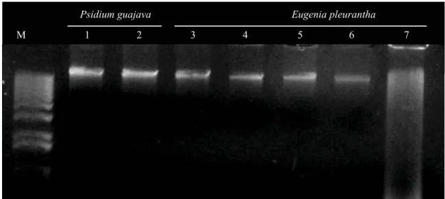 FIGURE 2. Agarose gel of genomic DNA extracted from guava (Psidium guajava) seeds (lanes 1 and 2) and Eugenia pleurantha embryos (lanes 3-7), with different moisture contents (MCs)