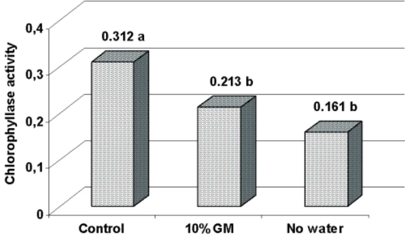FIGURE  8.  Chlorophyllase  activity  (UE.g -1   ketonic  powder)  in  soybean  seeds  produced  under  water  stress  (control,  10%  GM,  no  water)  and heat stress (28°C to 36°C).