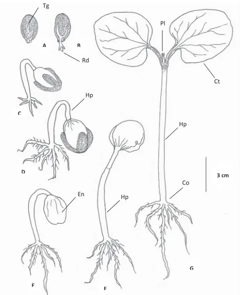 Figure 3. Morphological aspects of germinative process of Jatropha curcas  L. (Euphorbiaceae)