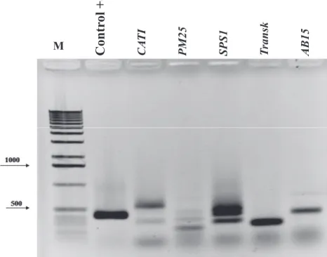 Figure 4. Electrophoretic analysis on 1% agarose gel used for the amplification capacity validation of degenerated primers  of Melanoxylon brauna cDNA
