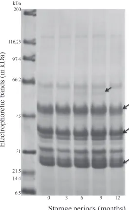 Figure 2. Electrophoretic profile of reserve proteins of seeds  of  Handroanthus albus as a function of storage  periods during 0 (control), 3
