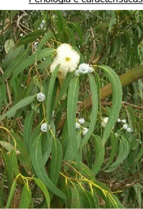 Fig. 4 - Aspeto da folha e flôr  de Eucalpyptus globulus [19]. 