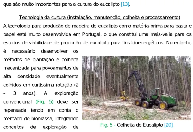 Fig. 6 - Plantação de Salgueiro para  produção de Biomassa [21]. 