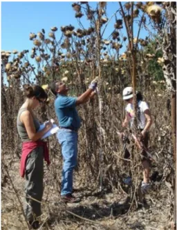 Fig. 9 - Plantação de Cardo  [24]. 