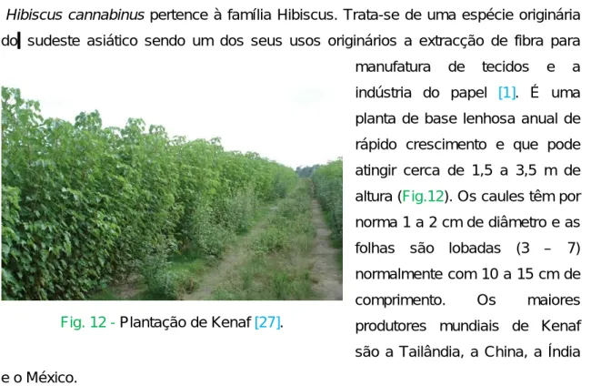 Fig. 12 - Plantação de Kenaf [27]. 