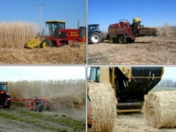 Fig. 14 - Colheita de Miscanthus [28]. 