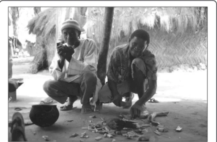 Fig. 2 The healer Arafan Sané and his son/apprentice (Iafai Sané) preparing medicine with the root of Bridelia micrantha