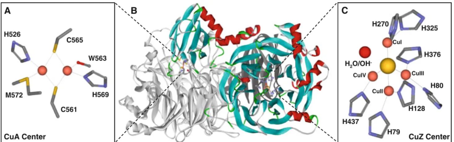 Fig. 1 Representation of the Paracoccus denitrificans nitrous oxide reductase functional dimer