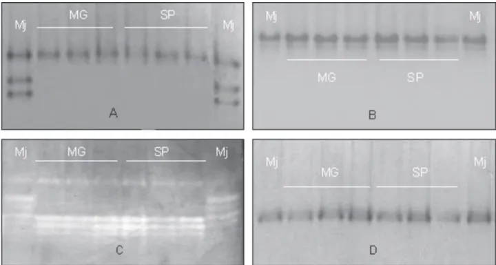 FIGURE 1 -  Isozymatic phenotypes of the populations of Meloidogyne incognita from Minas Gerais MG and São Paulo SP