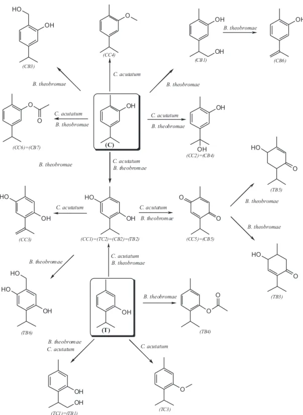 FIGURE 4 - Possible metabolic pathways of (C) and (T) by C. acutatum and B. theobromae
