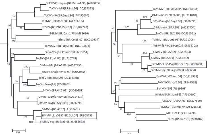 FIGURE 2 - Phylogenetic tree of DNA-A (A) and DNA-B (B) sequence from okra begomovirus sequences and other closely related  begomoviruses