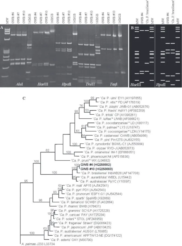 FIGURE 2 -  RFLP and phylogenetic analyses based on 16S rRNA gene of GWB phytoplasma strains, 16SrXV-B
