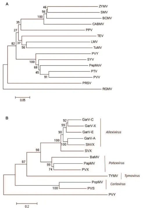 FIGURE 2 - A.  Phylogenetic tree based on the nucleotide sequences of the NIb coding region of the potyvirus (SVY, Senna virus Y  – virus under study) detected in Senna macranthera and additional sequences of related potyviruses